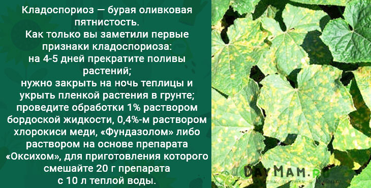 Пятна на листьях огурцов: причины появления, как избавится, чем обработать, лучшие средства