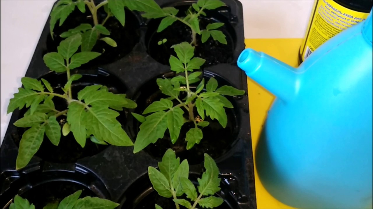 Чем подкормить рассаду помидоров до и после пикировки в домашних условиях, чтобы она была крепкой — когда подкормить рассаду помидоров после пикировки