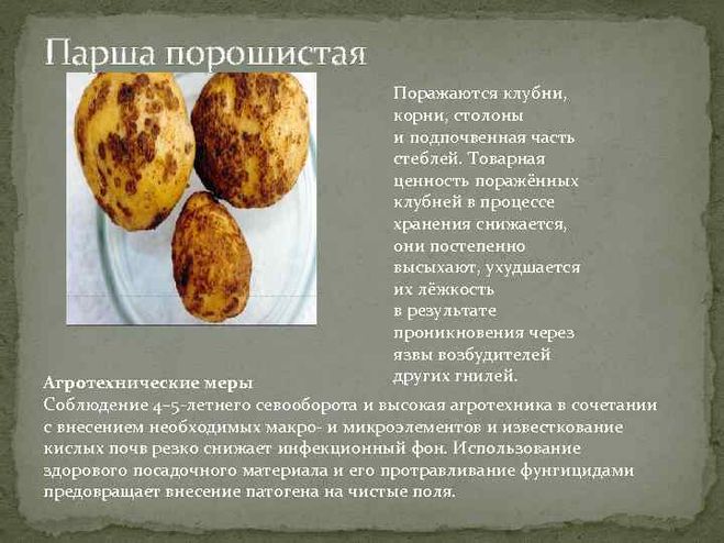 Парша на картофеле