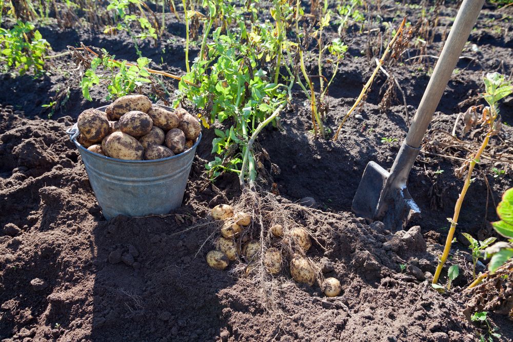 Как спасти картофель в дождливое лето, уход за картофелем в дождливое лето