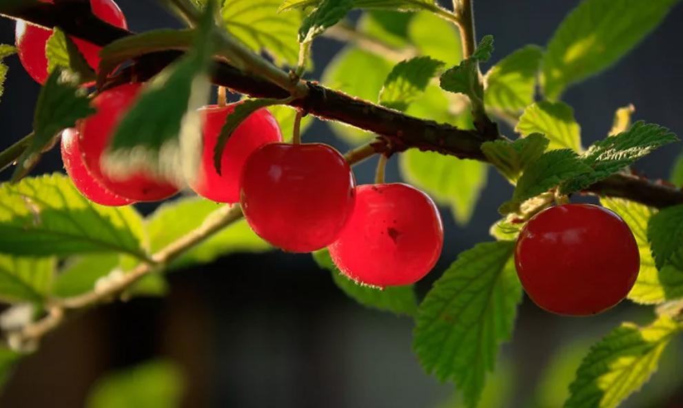Войлочная вишня: описание сорта, посадка, выращивание и уход