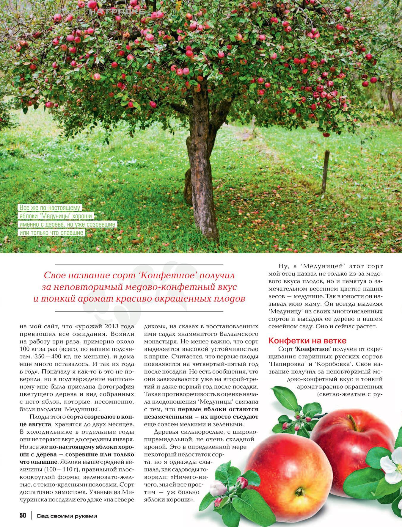 Описание и тонкости выращивания яблони сорта Коробовка