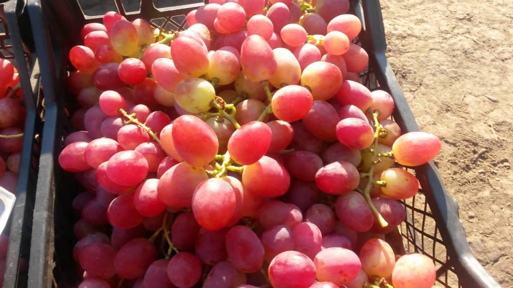 Описание сорта винограда анюта: преимущества и недостатки, рекомендации виноградарей