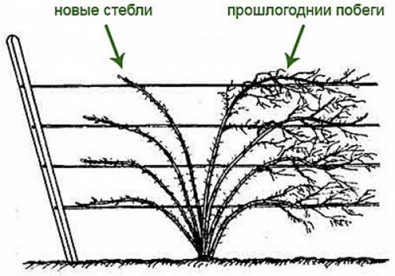Ежемалина — удачный гибрид малины и ежевики