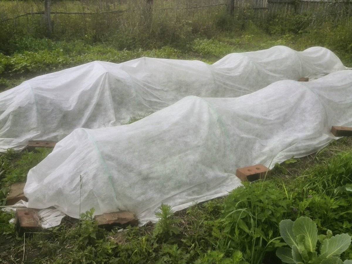 Огурцы под пленкой без полива и прополки: выращивание под укрывным материалом