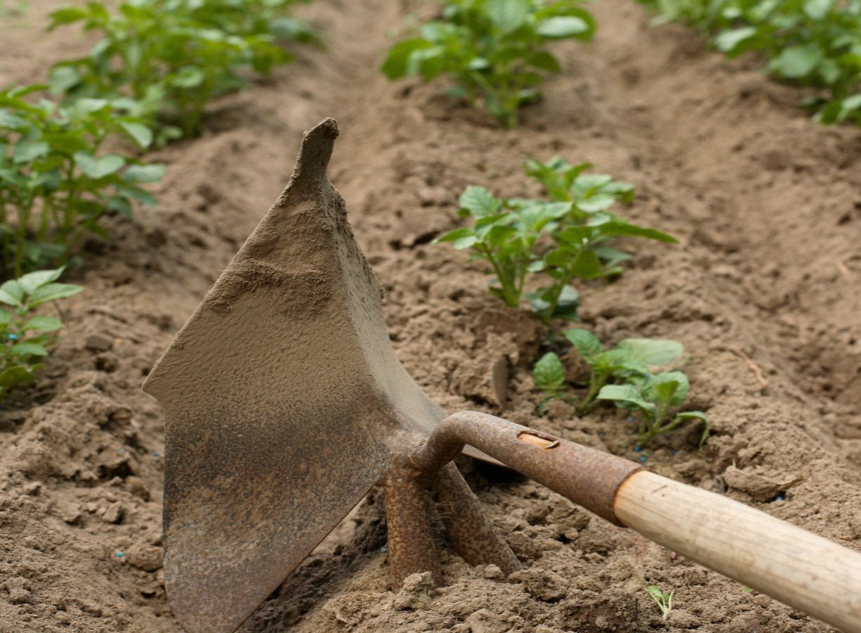 Реальная польза или пустая трата времени: надо ли окучивать картошку для повышения урожайности — фазенда