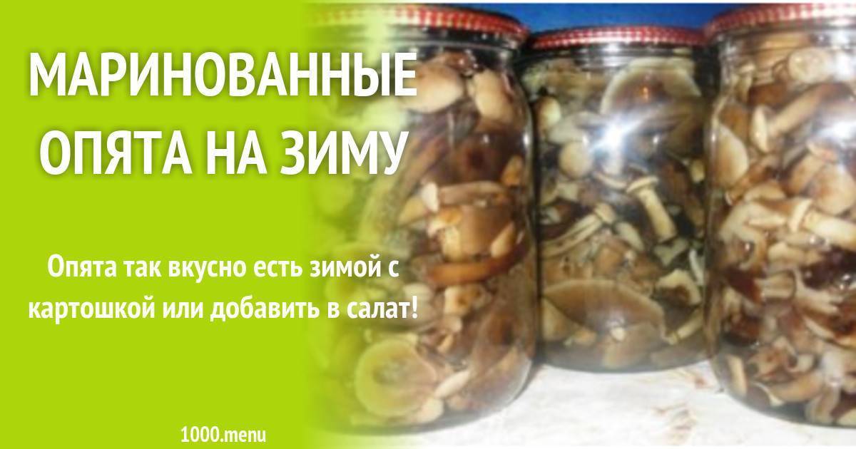 Как быстро и вкусно замариновать лесные опята — 5 простых рецептов маринованных опят на зиму