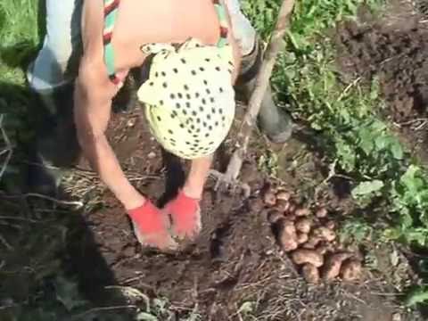 Как спасти картофель в дождливое лето: посадка, уход и сбор урожая в непогоду