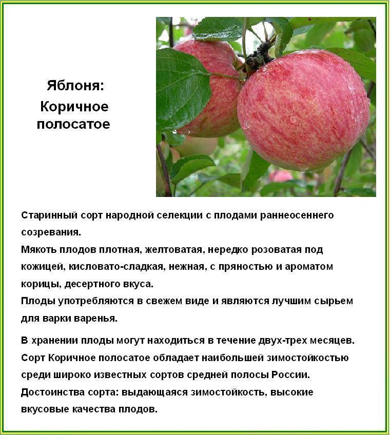 Сорт яблони пионерка фото и описание