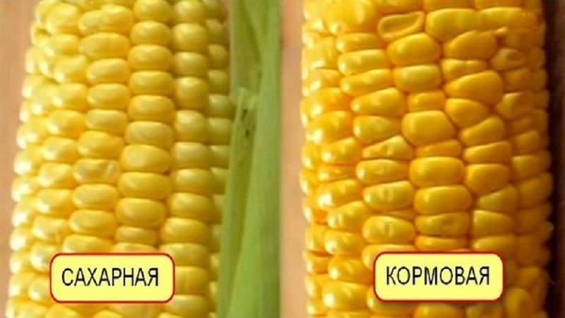 Кормовая кукуруза ?: характеристика, описание сорта, фото, посадка и уход | qlumba.com