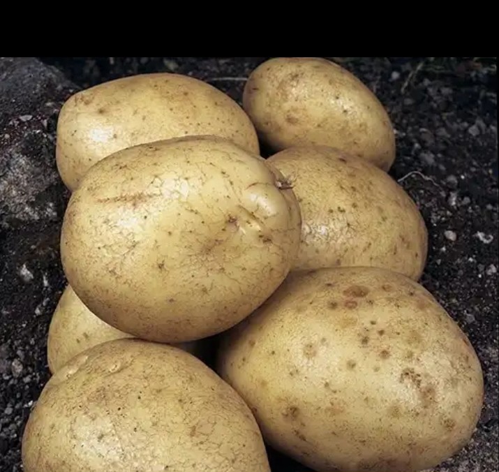 Раннеспелый сорт картофеля «зорачка» для употребления в свежем виде