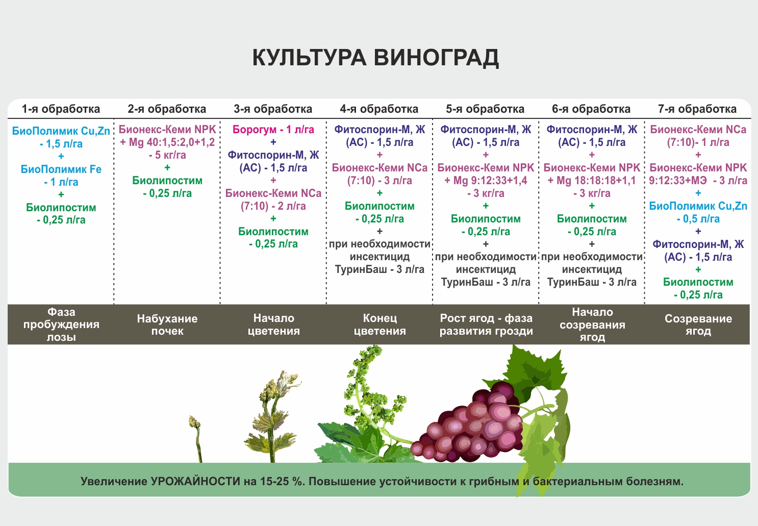 Сорт винограда атос: фото и описание, отзывы, уход