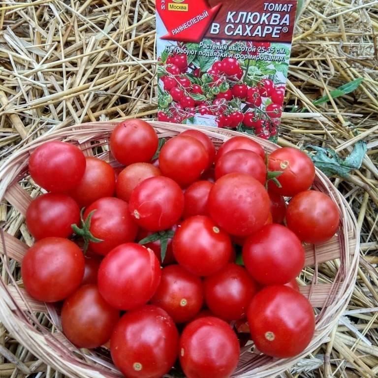 Томат клюква в сахаре — описание и характеристики, фото, отзыв.