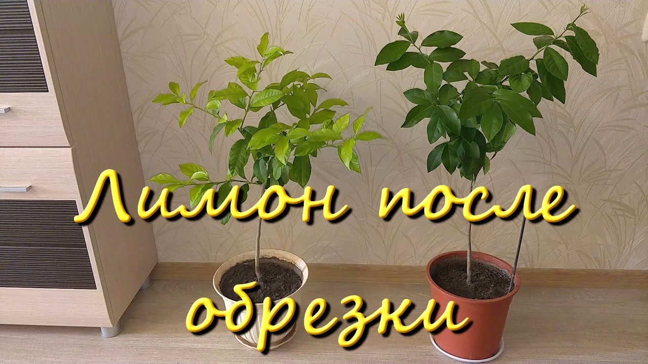 Выращивание лимона из косточки в домашних условиях
