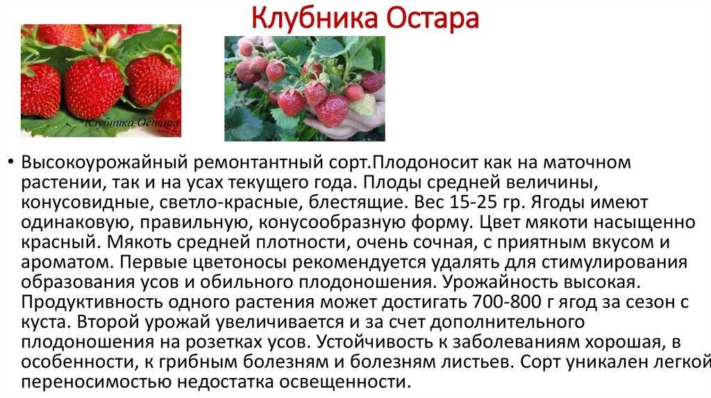 Клубника сирия: описание сорта, выращивание