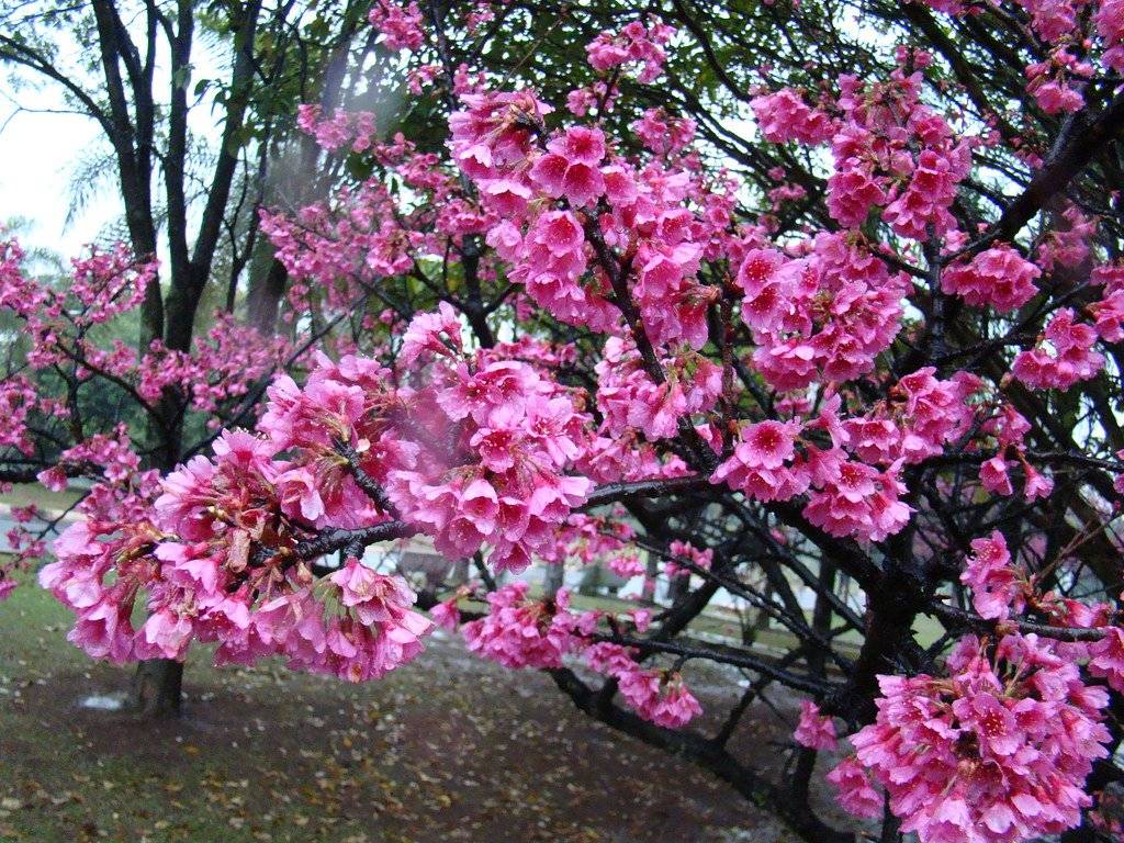 Японская вишня сакура: посадка и выращивание, сорта, уход
