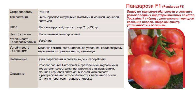 Выращиваем сочные помидоры на балконе с томатом рокер — подробное описание сорта и советы по уходу