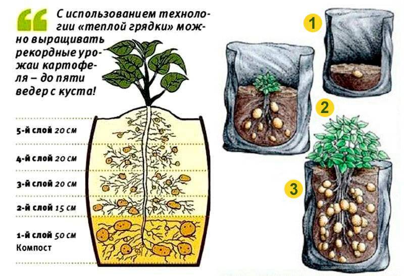 Пошаговое описание технологии выращивания картофеля в мешках