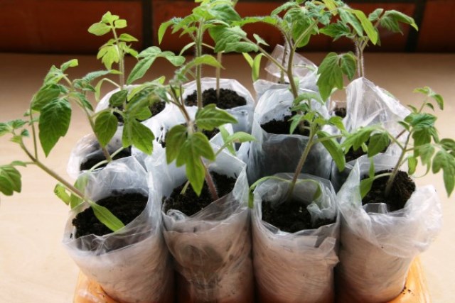 Рассада помидоров в домашних условиях - посев, выращивание и уход