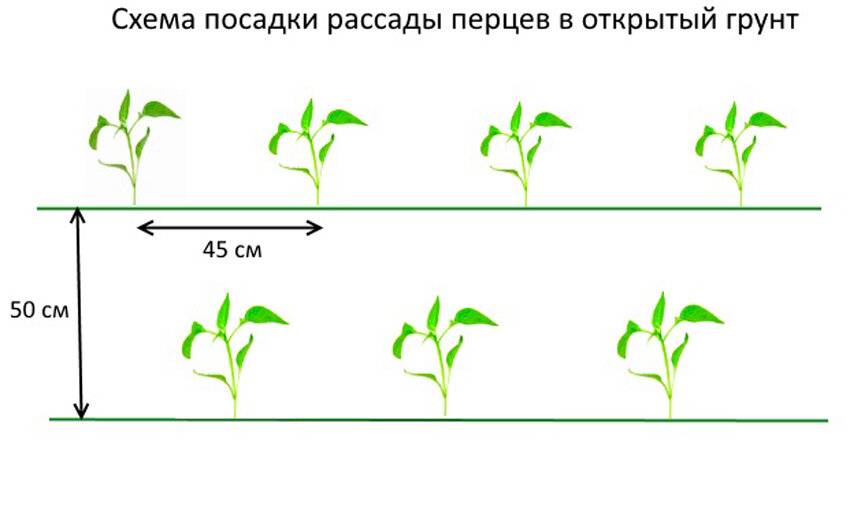 Схема посадки брокколи в открытом грунте в подмосковье