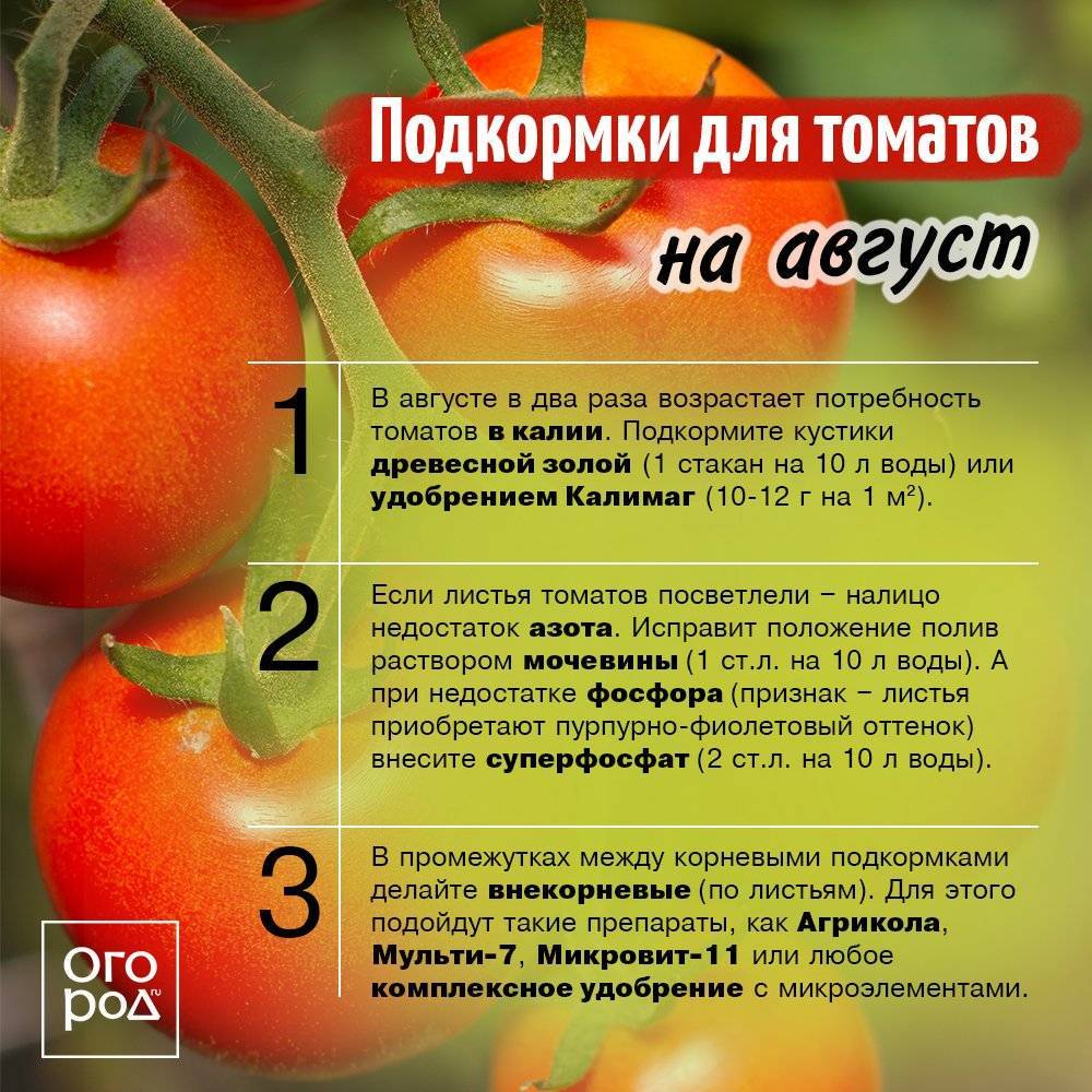 Как правильно и когда сажать помидоры на рассаду по лунному календарю в 2023 году