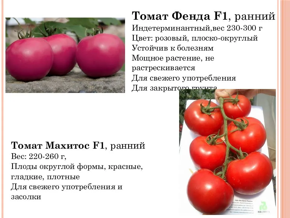 Представляем вам изящный томат бизнес леди — описание сорта и особенности его выращивания