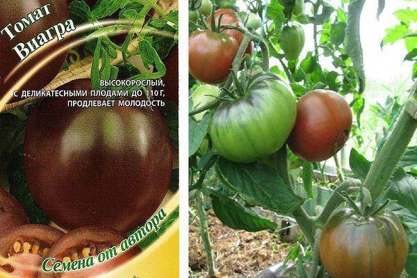 Описание томата с необычной окраской виагра и агротехника выращивания