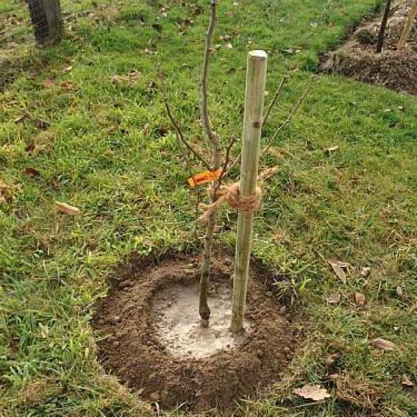 Как удалить корни вишни без корчевания. как удалить вишню — изучаем способы