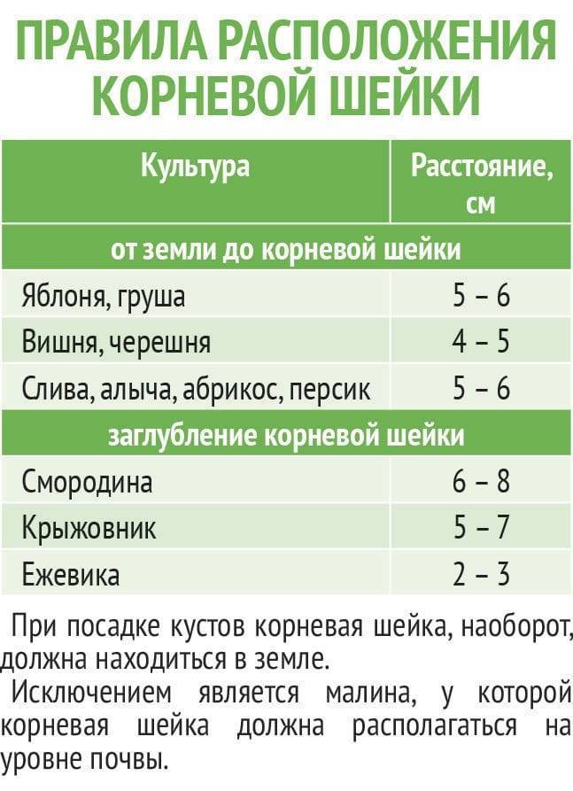 Схема посадки яблонь на карликовом подвое