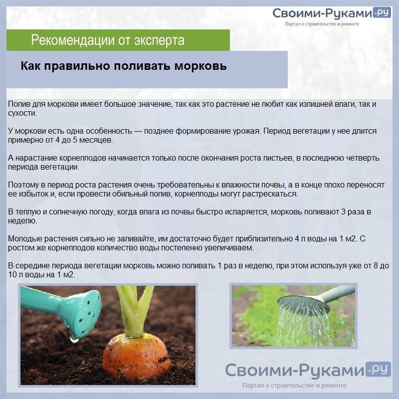 Кукуруза. выращивание и уход. садовая энциклопедия.