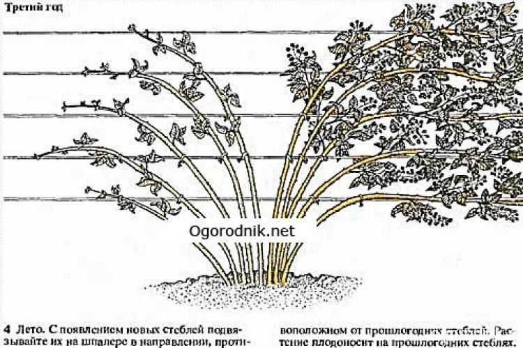 Ежевика торнфри: описание сорта, выращивание и уход, формирование куста