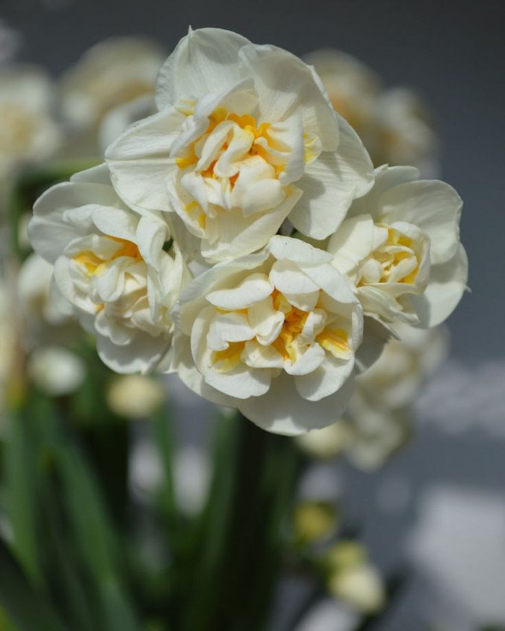 Садовые цветы нарциссы: картинки и фото, выращивание в открытом грунте, посадка луковиц осенью