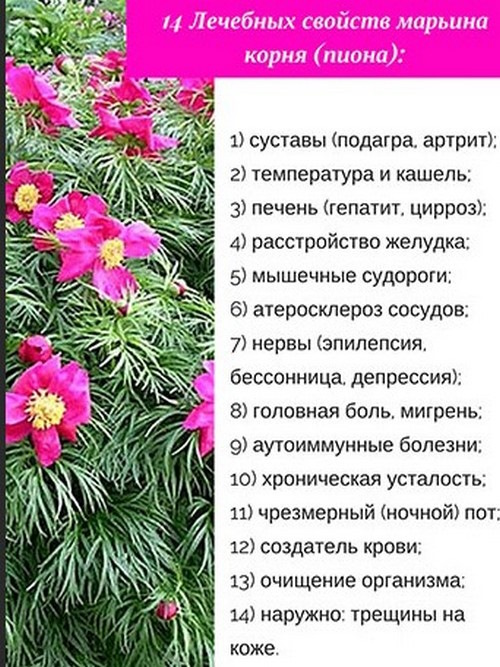 Лечебные свойства и противопоказания пиона уклоняющегося и его состав