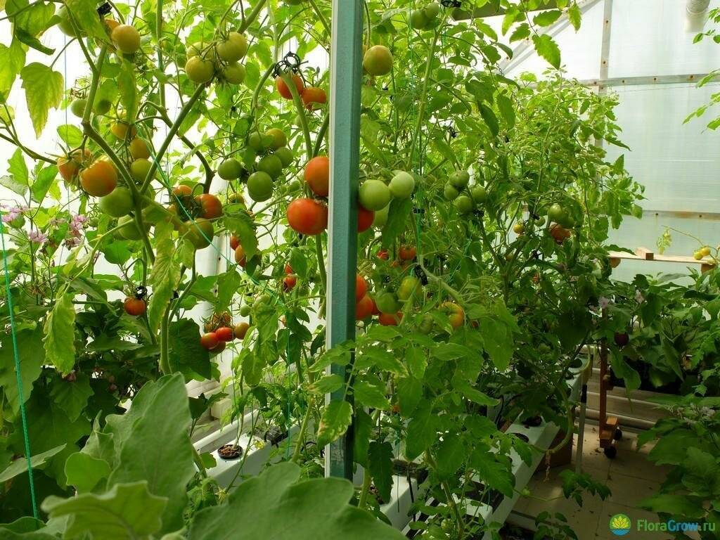 Можно ли вырастить томаты на гидропонике в домашних условиях?