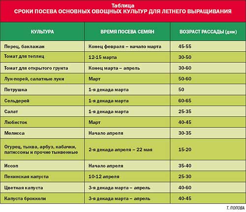 Посадка огурцов с кукурузой в открытый грунт схема