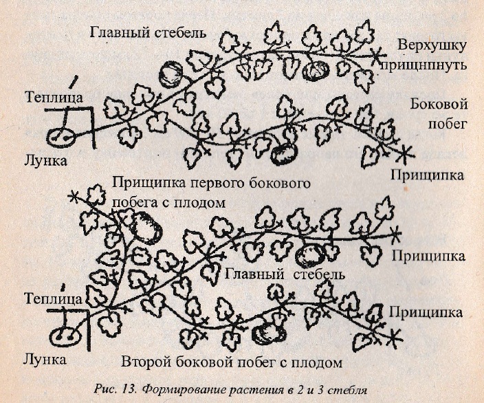 Схема посадки бахчевых культур