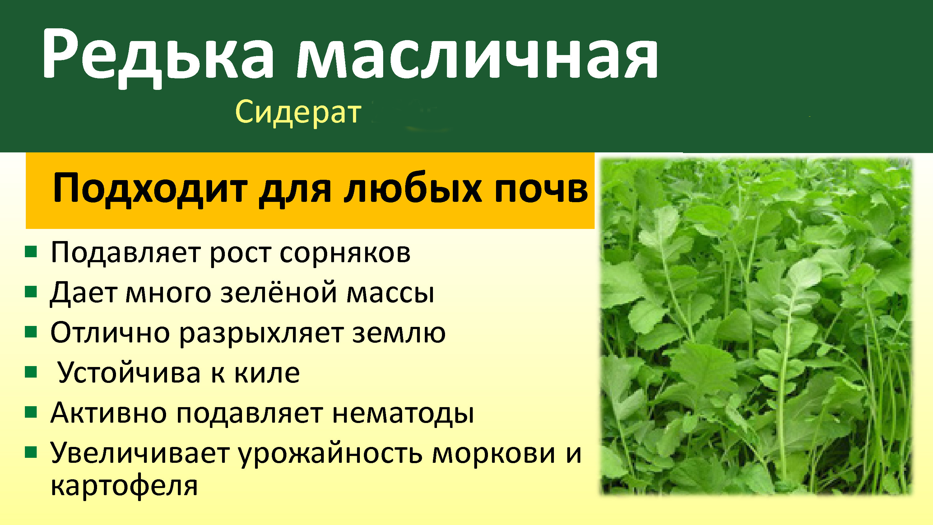 Редька масленичная сидерат