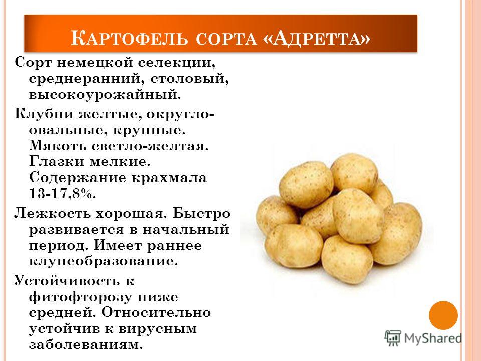 Картофель адретта: описание и характеристика сорта с фото, вкусовые качества, выращивание и хранение