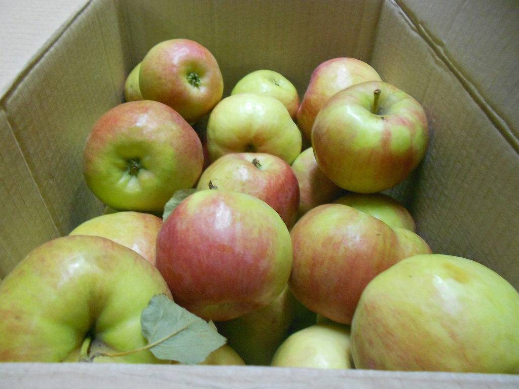Яблоня зимняя  беркутовское: описание сорта