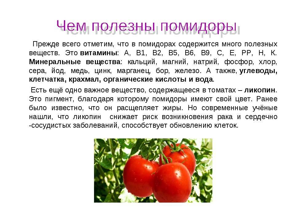 Полезные свойства помидора: организма, витамины, мужчин, человека, вред, польза, состав, чем полезны, свойства