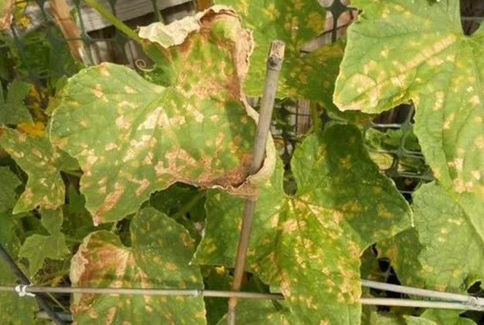 Почему у кабачков листья желтеют, предупредить пожелтение листвы