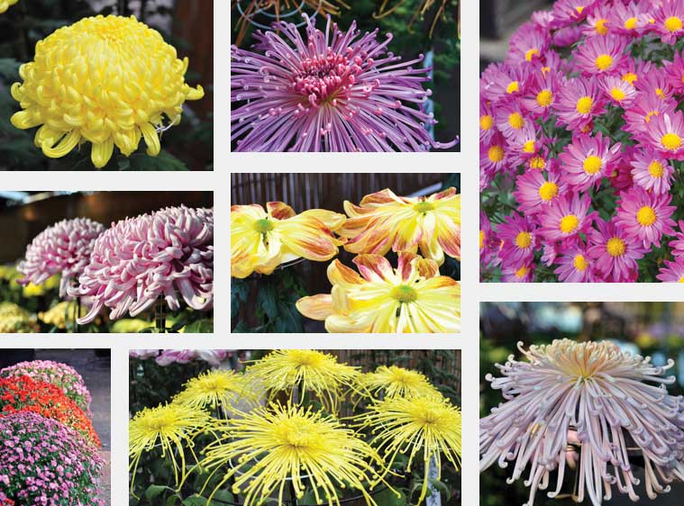 Виды и сорта хризантем: самые популярные, красивые, фото и описание
