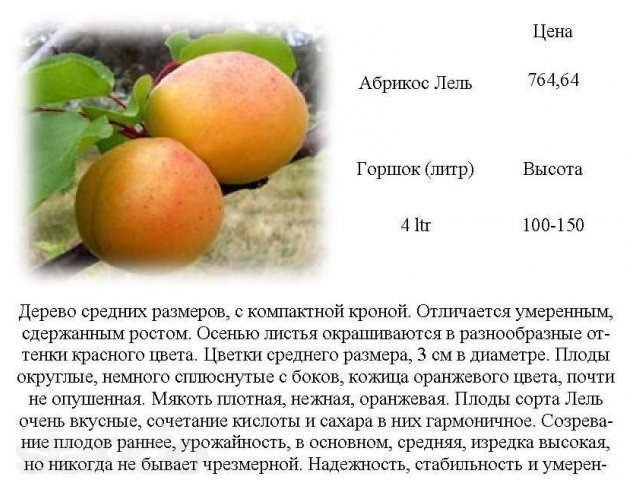 Плумкот, априум и шарафуга — уникальные межвидовые гибриды абрикоса и сливы
