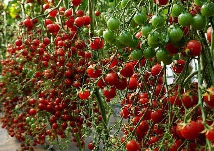 Томат барбарис f1: характеристика и описание сорта от фирм сибирский сад и аэлита, отзывы об урожайности помидоров черри и фото куста
