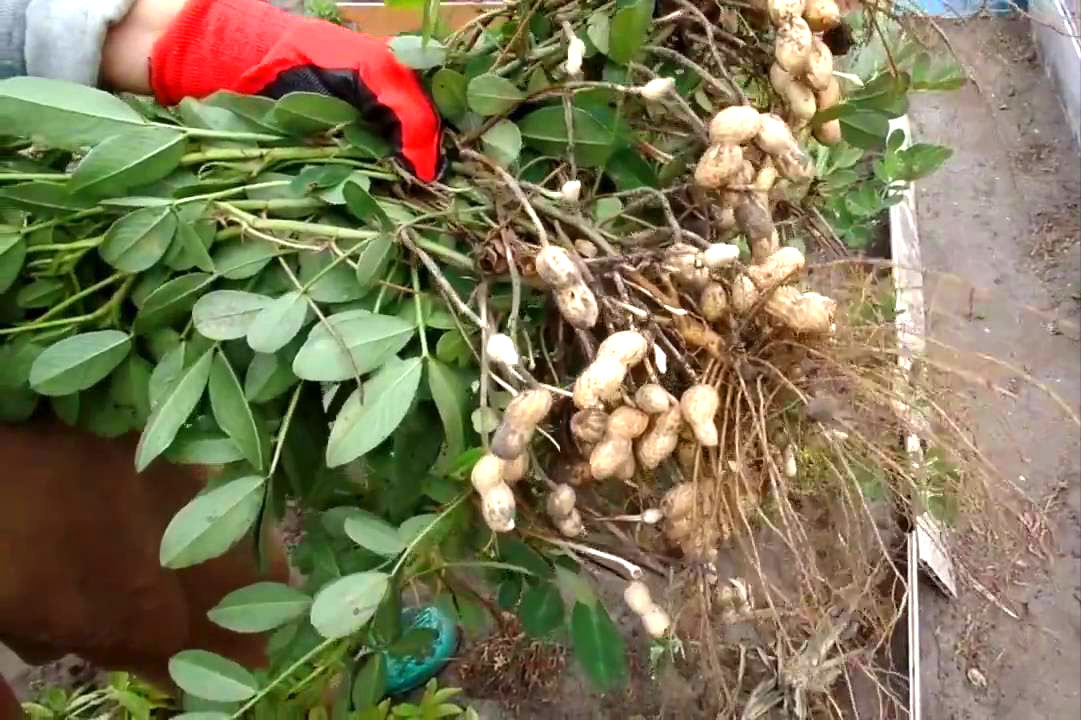 Выращиваем арахис на огороде. как вырастить арахис в средней полосе. фото — ботаничка