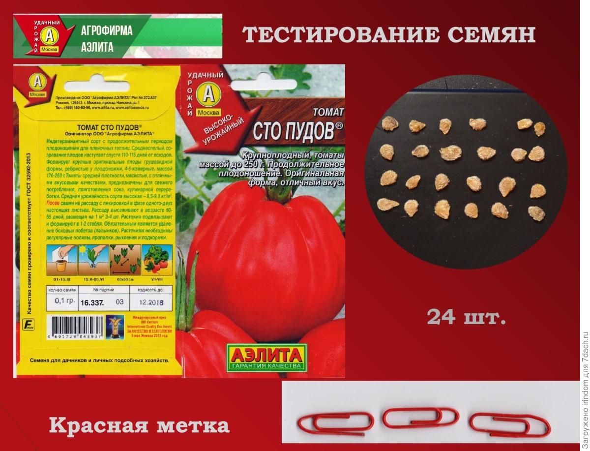 Помидоры сто пудов описание сорта. Сорт томата СТО пудов. Помидоры 100 пудов описание сорта. Сорт помидор СТО пудов. Томаты СТО пудов описание сорта.