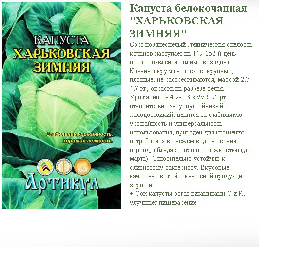 Описание белокочанной капусты Харьковская зимняя, выращивание и уход