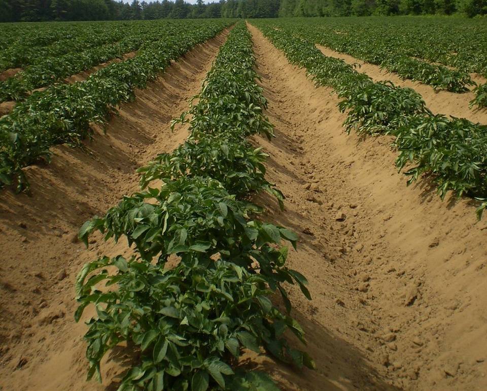 Посадка картофеля по голландской технологии – повышаем урожай + видео
