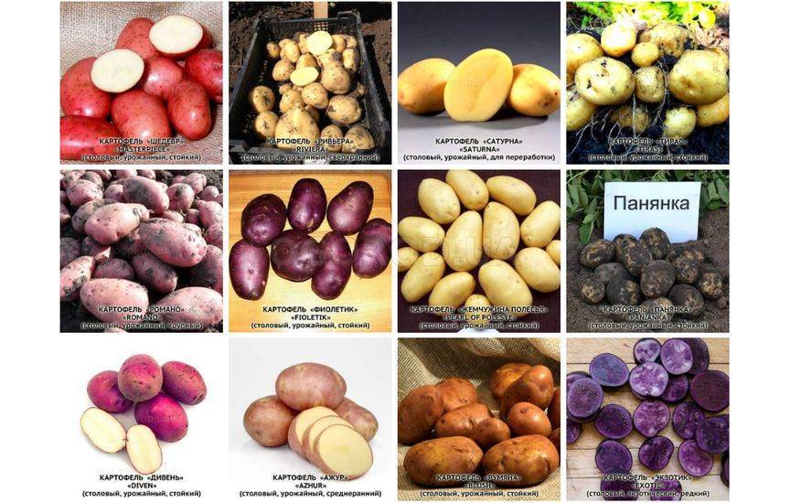 ᐉ выбор сорта картофеля в зависимости от региона выращивания - roza-zanoza.ru