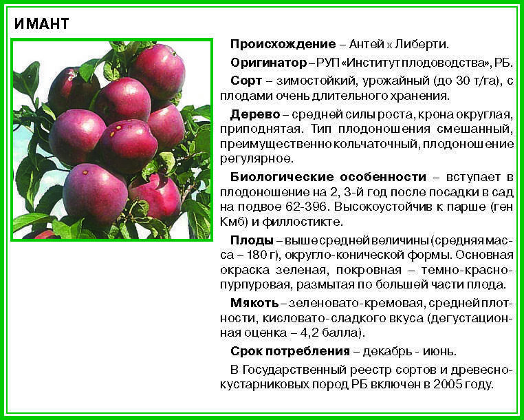 Яблоня, сорт анис розово-полосатый - фгбну внииспк